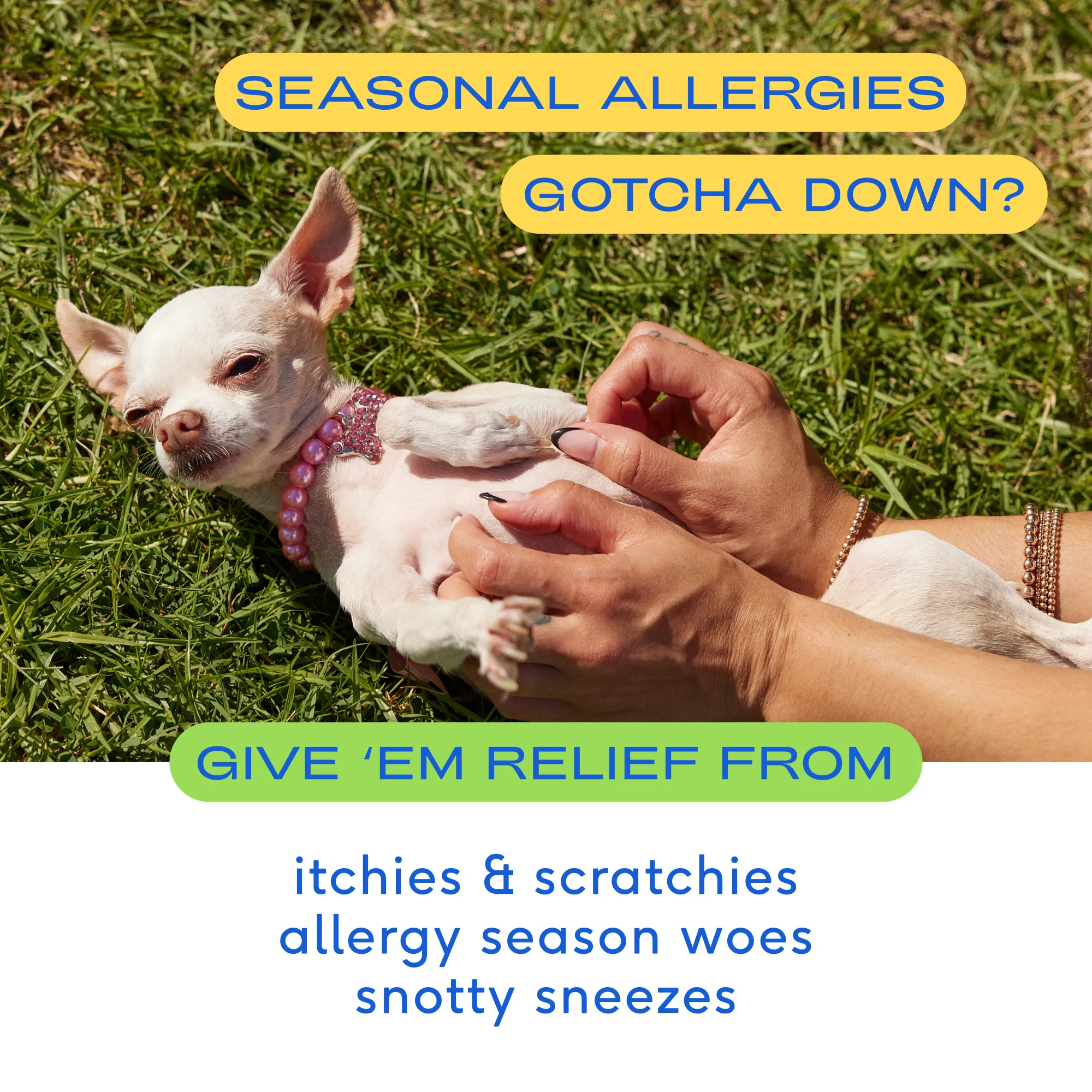 Allergy Chicken Chews