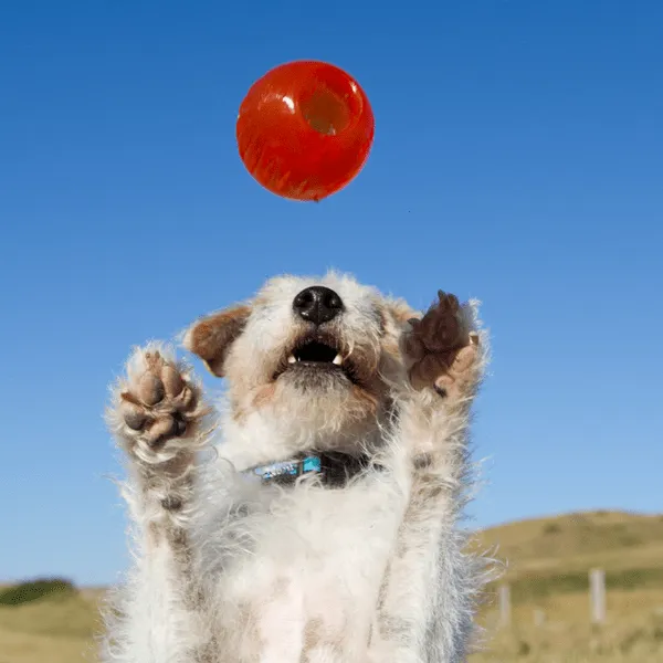 BIONIC Ball Dog Toy