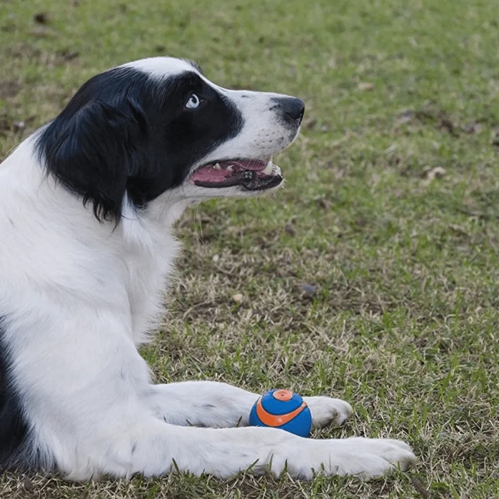 Chuckit! Ultra Squeaker Ball for Dogs (Blue/Orange) | For Medium Chewers