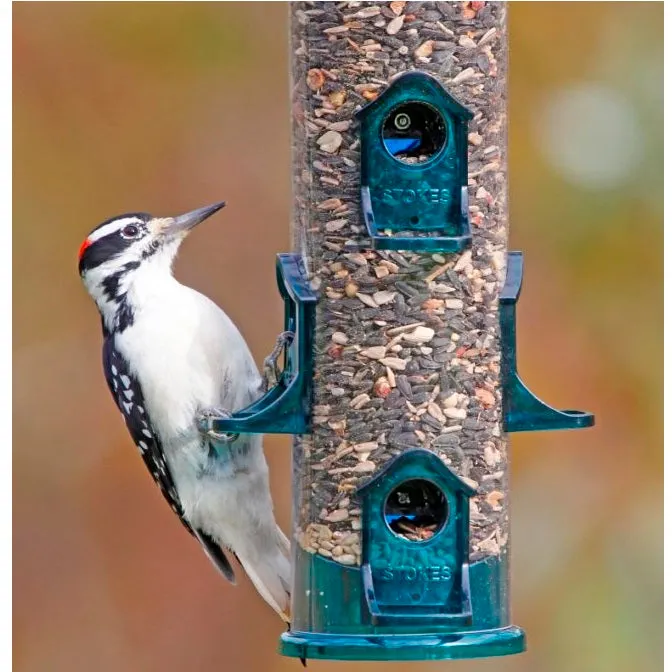 Jumbo Seed Songbird Feeder