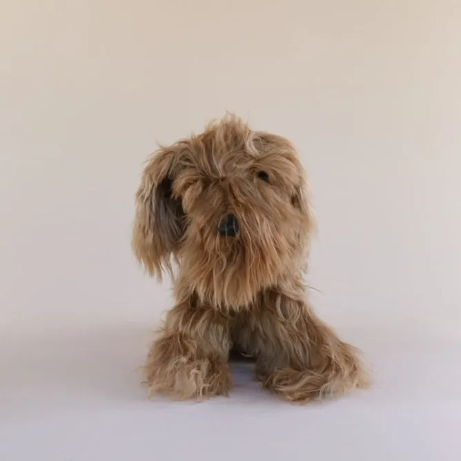 Toy Dog - Suri - Medium