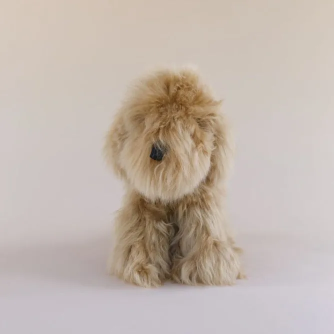 Toy Dog - Suri - Medium